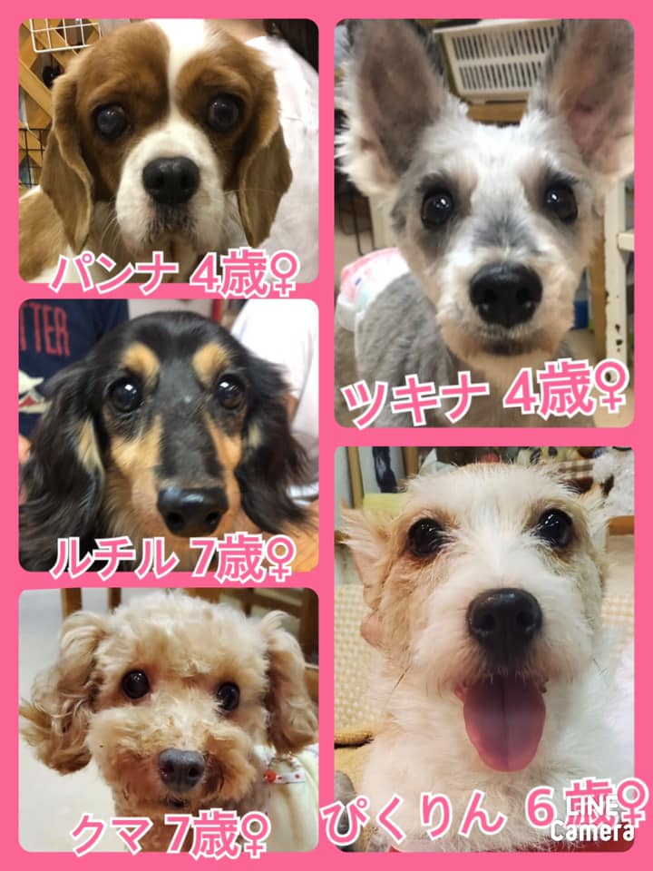 🐾今日の里親様募集中ワンコ🐶メンバーです🐾2020,10,3